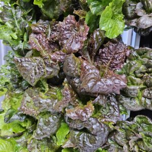 Five Star Salad Mix (5 oz Mix)