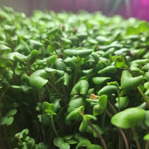 Microgreen Mix