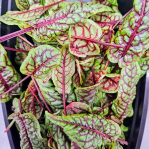 Red Veined Sorrel