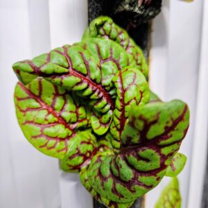 Red Veined Sorrel (Baby)