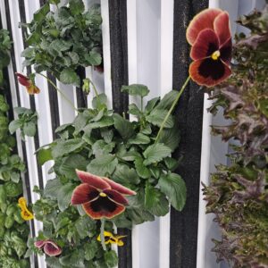 Viola Edible Flowers