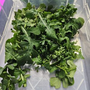 Esmee Wild Arugula