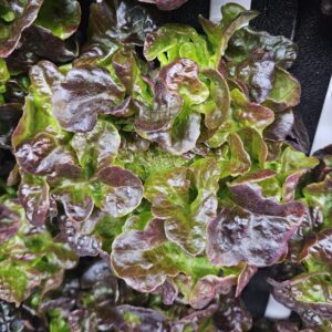 Rouxai Oakleaf Lettuce